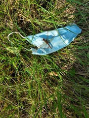 Sympetrum sanguineum