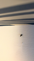 Clogmia albipunctata