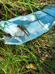 Sympetrum sanguineum
