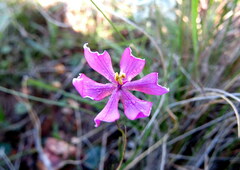 Ixia micrandra