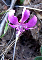 Ixia micrandra
