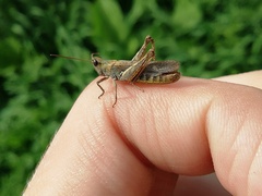 Chorthippus biguttulus