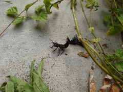 Ocypus olens
