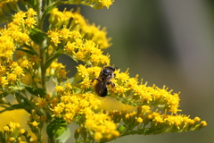 Colletes simulans armatus