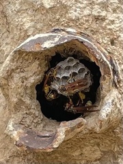 Mischocyttarus flavitarsis