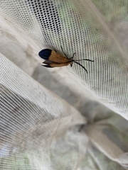 Calopteron terminale