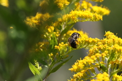 Colletes simulans armatus