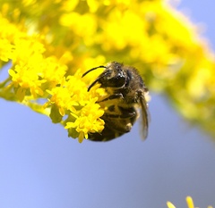 Colletes simulans armatus