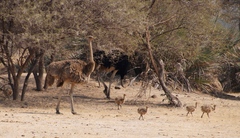 Struthio camelus australis