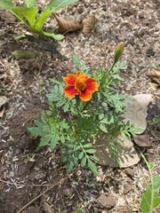 Tagetes