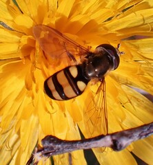 Eupeodes latifasciatus