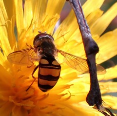 Eupeodes latifasciatus