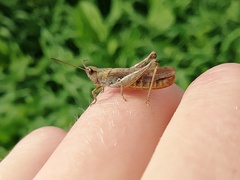 Chorthippus biguttulus