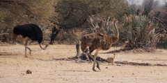 Struthio camelus australis
