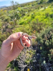Crotaphopeltis hotamboeia