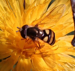 Eupeodes latifasciatus