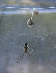 Mecynogea lemniscata