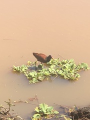 Jacana jacana