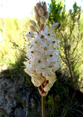 Bulbinella cauda-felis