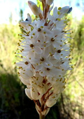 Bulbinella cauda-felis