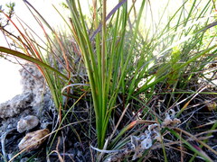 Bulbinella cauda-felis