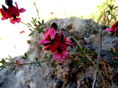 Indigofera heterophylla