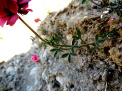 Indigofera heterophylla