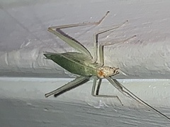 Oecanthus