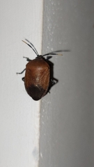 Coridius