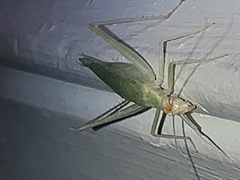 Oecanthus