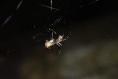 Nephilengys malabarensis