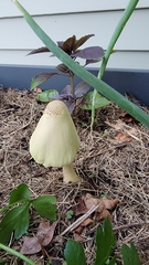 Leucocoprinus