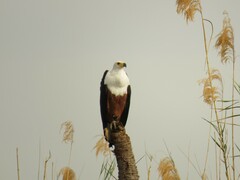 Haliaeetus vocifer