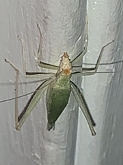 Oecanthus