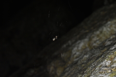 Nephilengys malabarensis