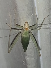 Oecanthus