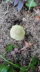 Leucocoprinus