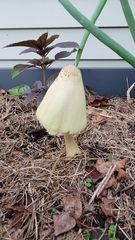 Leucocoprinus