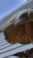 Leucocoprinus