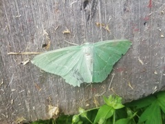 Geometra papilionaria