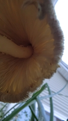 Leucocoprinus
