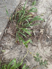 Paspalum langei