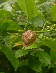 Hierodula tenuidentata