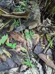 Sapindaceae