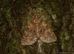 Polyclysta hypogrammata