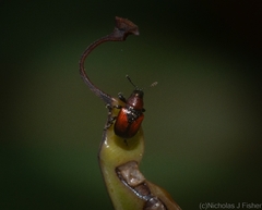 Euops suturalis