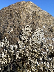 Balanomorpha