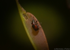 Euops suturalis