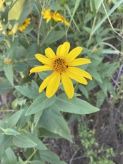 Helianthus hirsutus