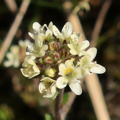 Phyllopodium capillare